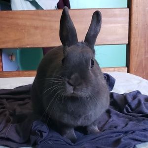 Meet your Posher, Grace